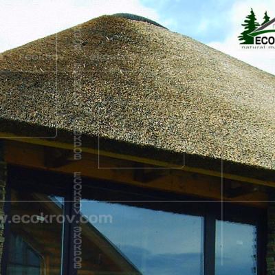 Kamysh Korobovo 2007 6