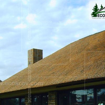 Kamysh Korobovo 2007 8