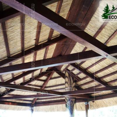 Kamysh Besedka Minsk 1