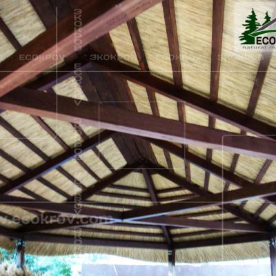 Kamysh Besedka Minsk 2