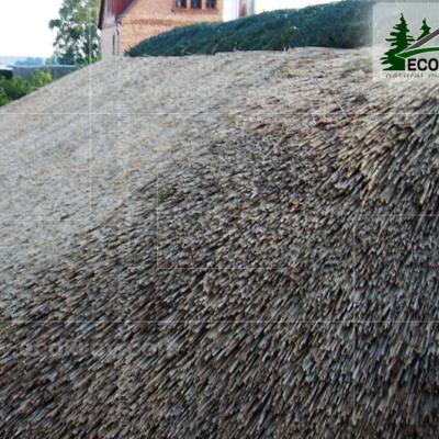 Kamysh Besedka Minsk 5