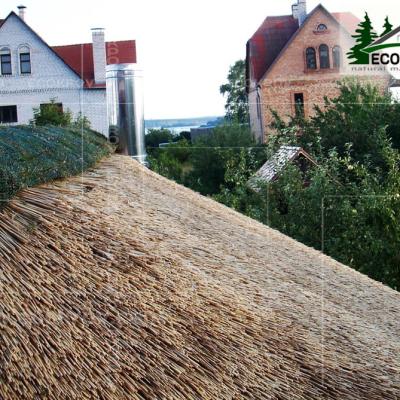 Kamysh Besedka Minsk 6