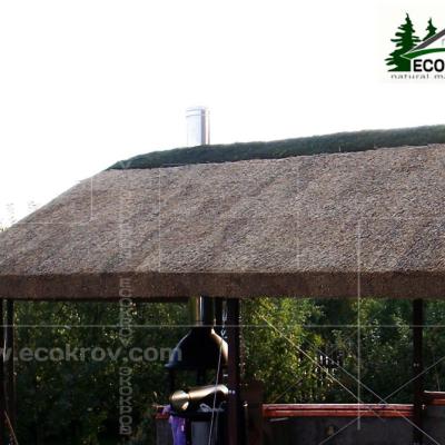 Kamysh Besedka Minsk 7