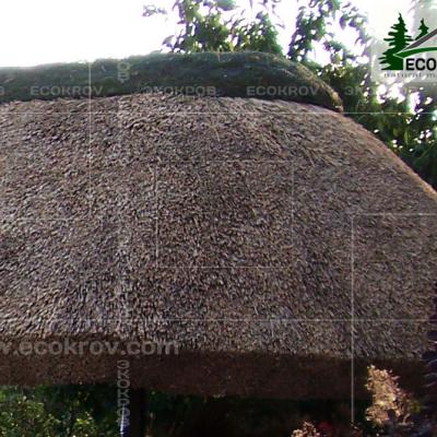 Kamysh Besedka Minsk 8