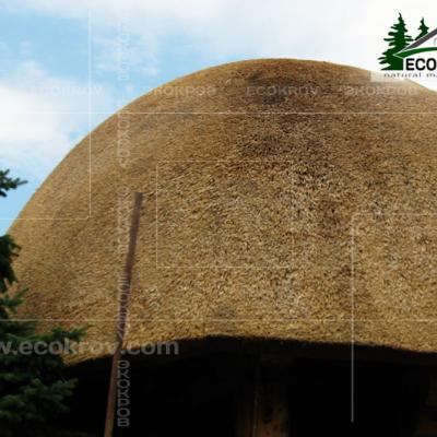 Kamysh Dnepr 2009 10