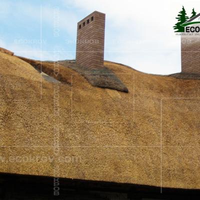 Kamysh Dnepr 2009 11