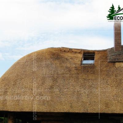 Kamysh Dnepr 2009 13