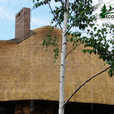 Kamysh Dnepr 2009 14