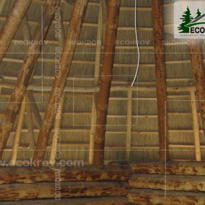 Kamysh Dnepr 2009 16