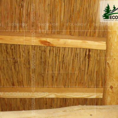 Kamysh Dnepr 2009 18