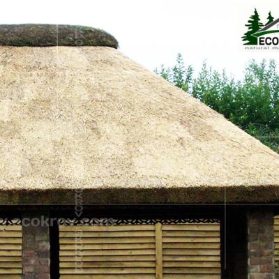 Kamysh Tagankovo 2009 14