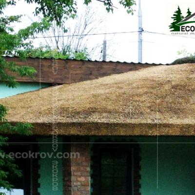 Kamysh Tagankovo 2009 22