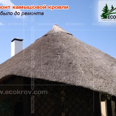 Kamysh Ilyinka 2010 1