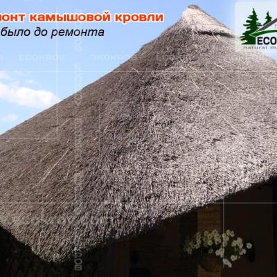 Kamysh Ilyinka 2010 2