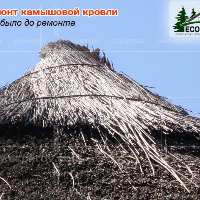 Kamysh Ilyinka 2010 3