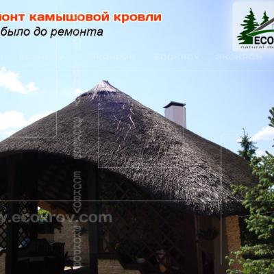 Kamysh Ilyinka 2010 4