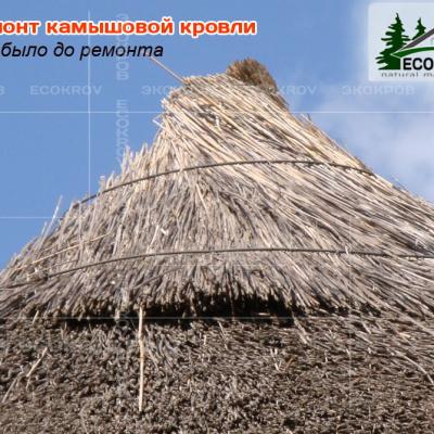 Kamysh Ilyinka 2010 5