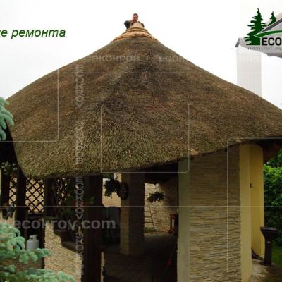 Kamysh Ilyinka 2010 61