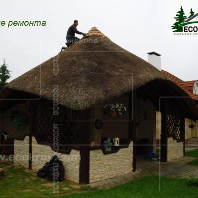 Kamysh Ilyinka 2010 62