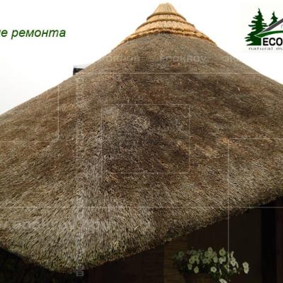 Kamysh Ilyinka 2010 6