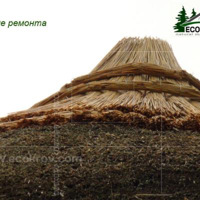 Kamysh Ilyinka 2010 8