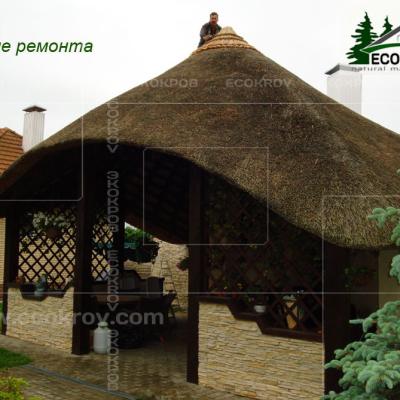 Kamysh Ilyinka 2010 9