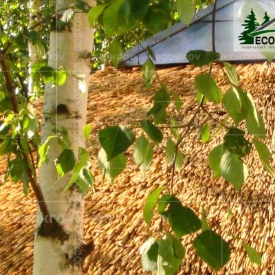 Kamysh Nywriga 2010 10