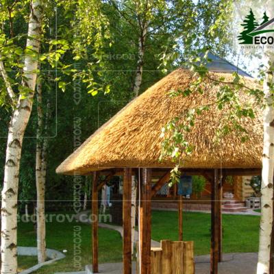 Kamysh Nywriga 2010 12