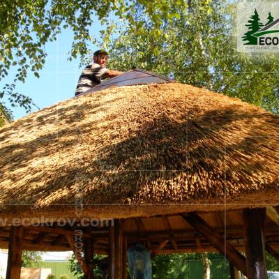 Kamysh Nywriga 2010 6