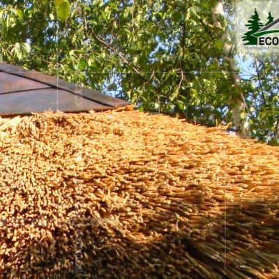 Kamysh Nywriga 2010 7