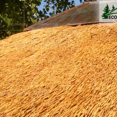 Kamysh Nywriga 2010 9