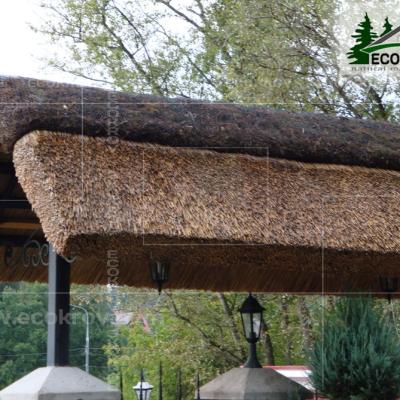 Kamysh Tagankovo 2010 12