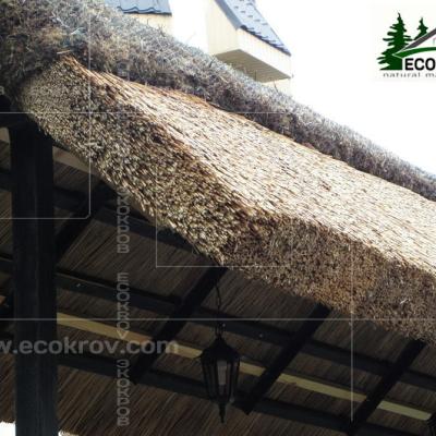 Kamysh Tagankovo 2010 13