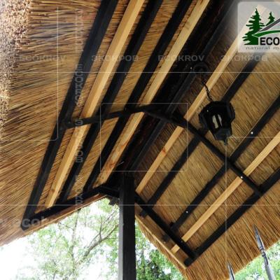 Kamysh Tagankovo 2010 14