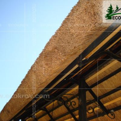 Kamysh Tagankovo 2010 16