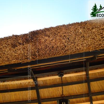 Kamysh Tagankovo 2010 17