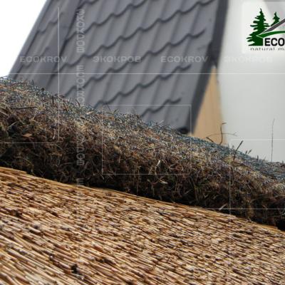 Kamysh Tagankovo 2010 18