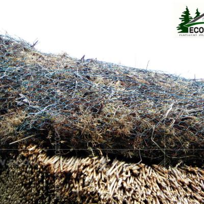 Kamysh Tagankovo 2010 19