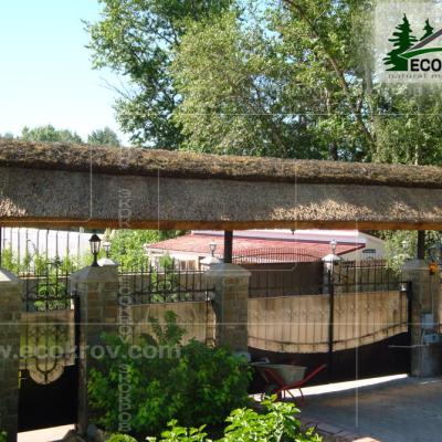 Kamysh Tagankovo 2010 1