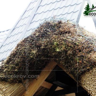 Kamysh Tagankovo 2010 21