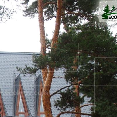 Slanec Barviha 2007 4