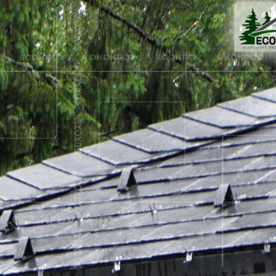 Slanec Rassudovo 2010 20