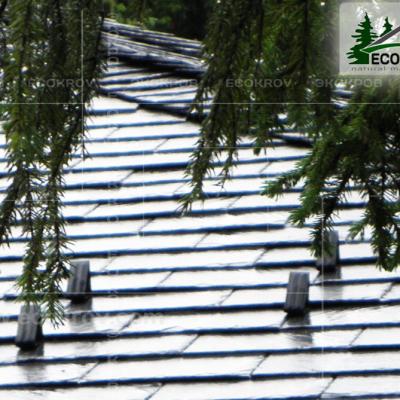 Slanec Rassudovo 2010 21