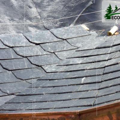 Slanec Korolev 2012 6